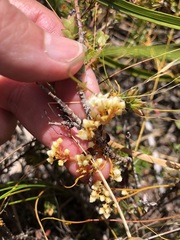 Cuscuta angulata
