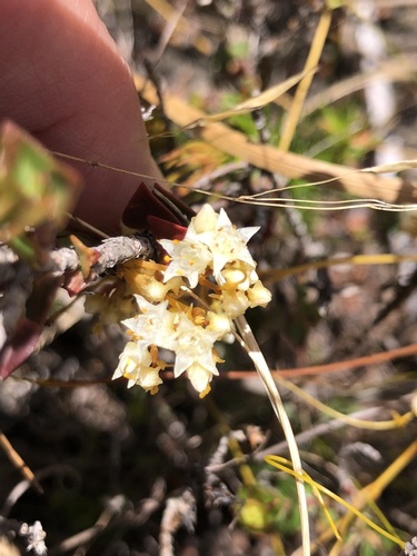 Image of Ridged Dodder (Cuscuta angulata) by (c) Charleen Brunke, some rights reserved (CC BY)