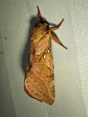 Sthenopis purpurascens