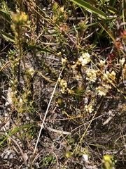 Cuscuta angulata