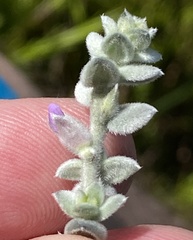 Amphithalea phylicoides