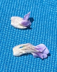 Amphithalea phylicoides