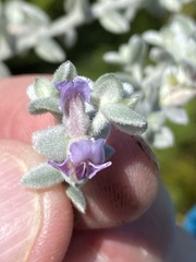 Amphithalea phylicoides