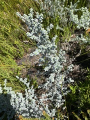 Amphithalea phylicoides