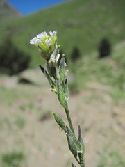 Draba stylaris