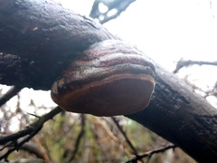 Fomitiporia hippophaeicola