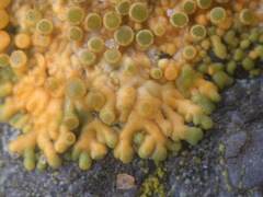 Variospora flavescens