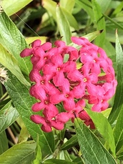 Arachnothryx leucophylla