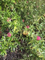 Arachnothryx leucophylla