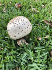 Chlorophyllum molybdites