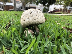 Chlorophyllum molybdites