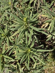 Echium onosmifolium