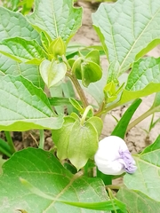 Nicandra physalodes