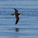 Manx Shearwater - Photo (c) A Emmerson, some rights reserved (CC BY-NC), uploaded by A Emmerson