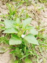 Nicandra physalodes