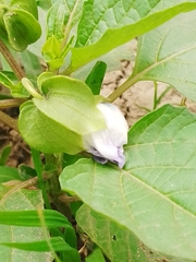 Nicandra physalodes