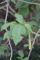 Brugmansia versicolor