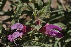 Salvia canariensis