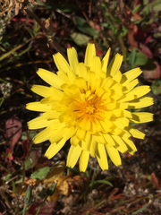 Agoseris apargioides