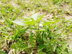 Nicandra physalodes
