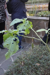 Brugmansia versicolor