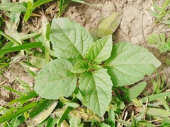 Nicandra physalodes