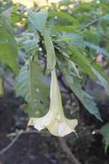 Brugmansia versicolor