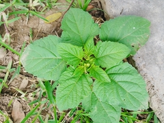 Nicandra physalodes