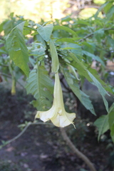 Brugmansia versicolor