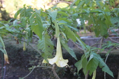 Brugmansia versicolor