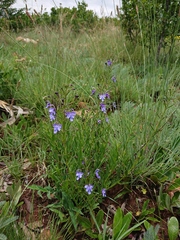 Rotheca louwalbertsii