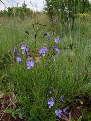Rotheca louwalbertsii