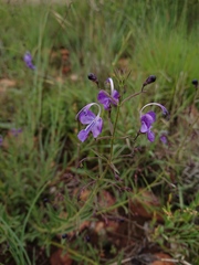 Rotheca louwalbertsii