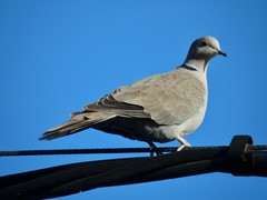 Streptopelia decaocto