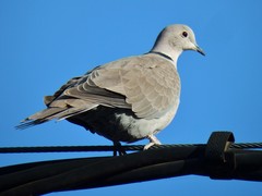 Streptopelia decaocto
