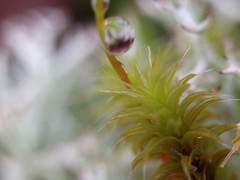 Syntrichia ruraliformis