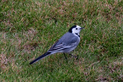 Motacilla alba