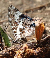 Charaxes etesipe etesipe