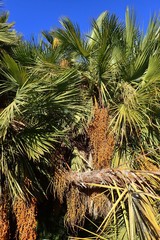 Arecaceae