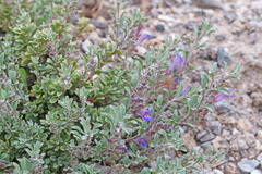 Penstemon xylus