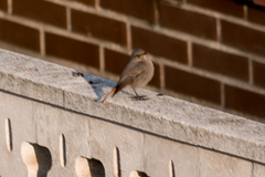 Phoenicurus ochruros