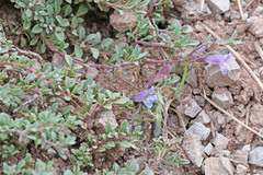 Penstemon xylus