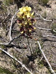 Tritoniopsis parviflora