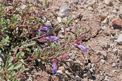 Penstemon xylus