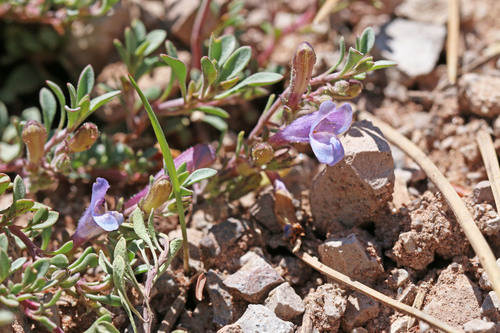 Tushar Range beardtongue (Penstemon tusharensis)