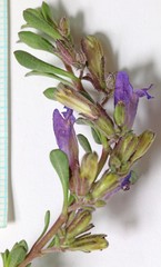 Penstemon xylus