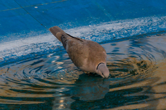 Streptopelia decaocto