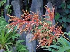 Aechmea blanchetiana
