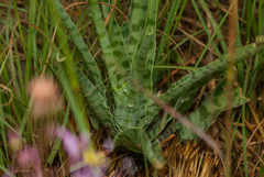 Ledebouria inquinata