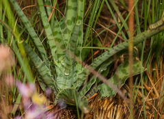 Ledebouria inquinata